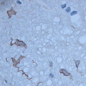 HPCA Antibody in Immunohistochemistry (Paraffin) (IHC (P))