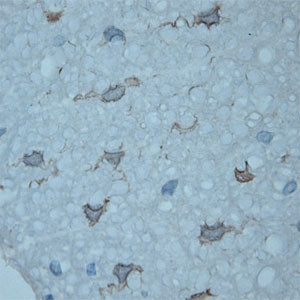 HPCA Antibody in Immunohistochemistry (Paraffin) (IHC (P))