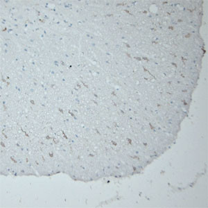 HPCA Antibody in Immunohistochemistry (Paraffin) (IHC (P))