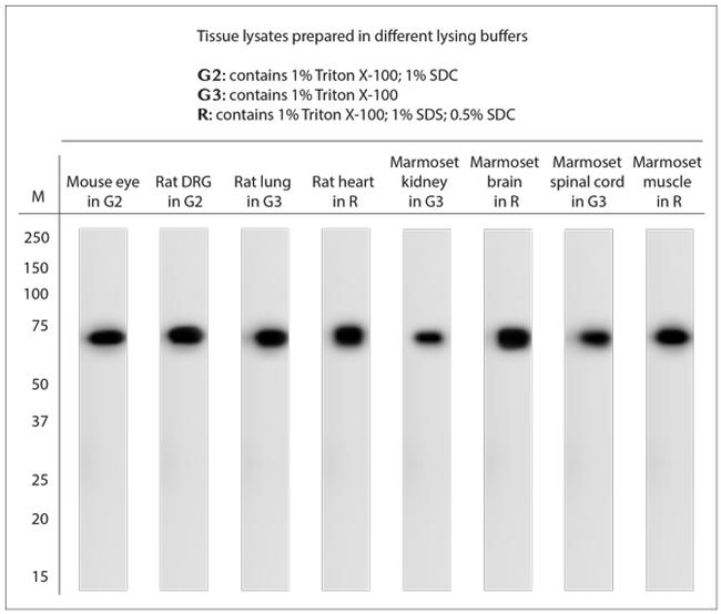 HSP70 Antibody in Western Blot (WB)