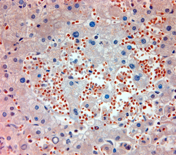 MPR 300 Antibody in Immunohistochemistry (Paraffin) (IHC (P))