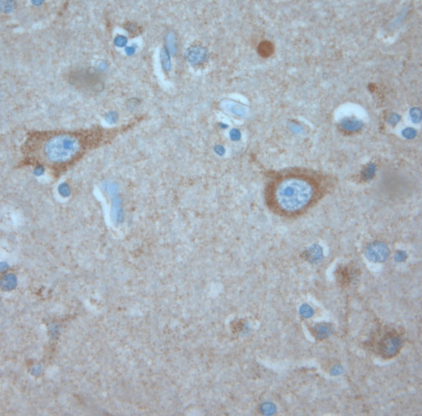 KCNA3 Antibody in Immunohistochemistry (Paraffin) (IHC (P))