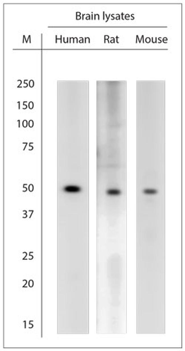 KCNA3 Antibody in Western Blot (WB)