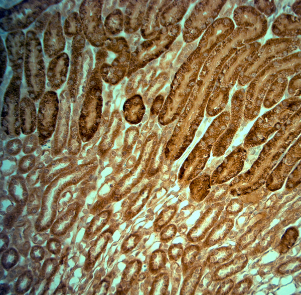 KCNJ10 Antibody in Immunohistochemistry (Paraffin) (IHC (P))