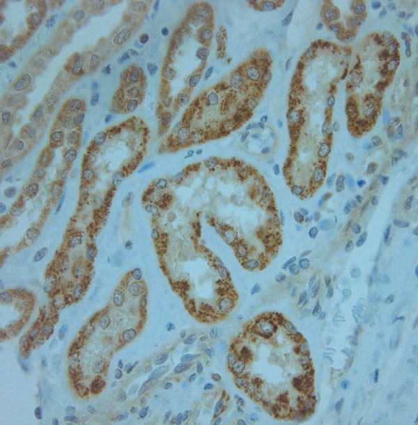 KCNJ13 Antibody in Immunohistochemistry (Paraffin) (IHC (P))