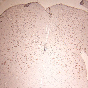 Lamp1 Antibody in Immunohistochemistry (Paraffin) (IHC (P))