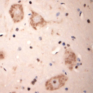 Lamp1 Antibody in Immunohistochemistry (Paraffin) (IHC (P))