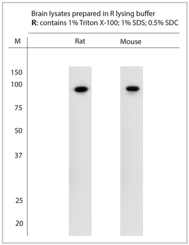 Lingo1 Antibody in Western Blot (WB)