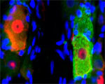 p75NTR Antibody in Immunohistochemistry (IHC)