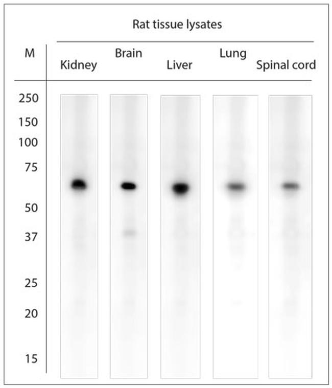 Mortalin Antibody in Western Blot (WB)