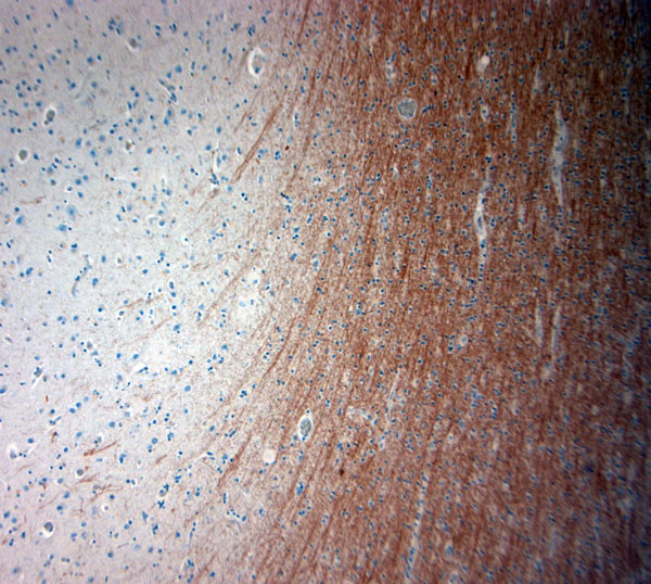 MBP Antibody in Immunohistochemistry (Paraffin) (IHC (P))