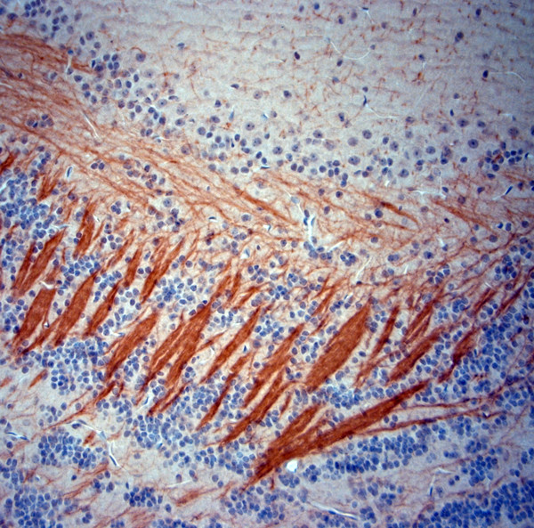 MBP Antibody in Immunohistochemistry (Paraffin) (IHC (P))