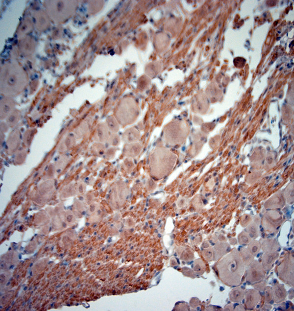 MBP Antibody in Immunohistochemistry (Paraffin) (IHC (P))