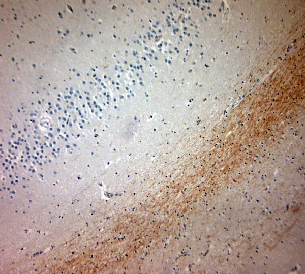 MBP Antibody in Immunohistochemistry (Paraffin) (IHC (P))