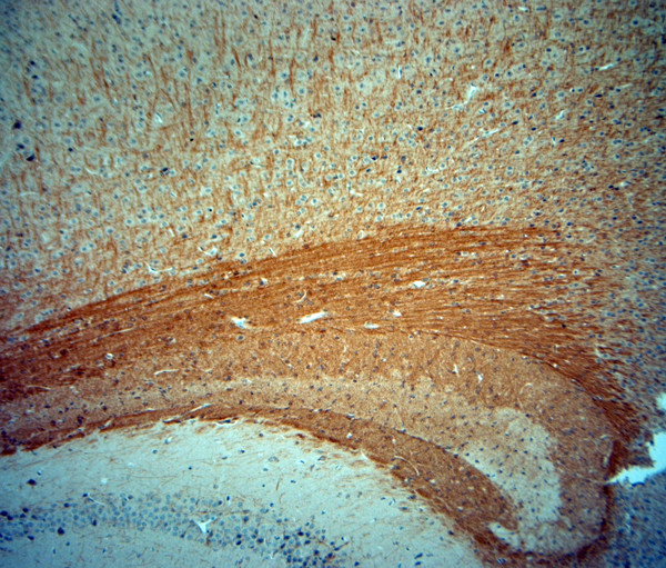 MBP Antibody in Immunohistochemistry (Paraffin) (IHC (P))