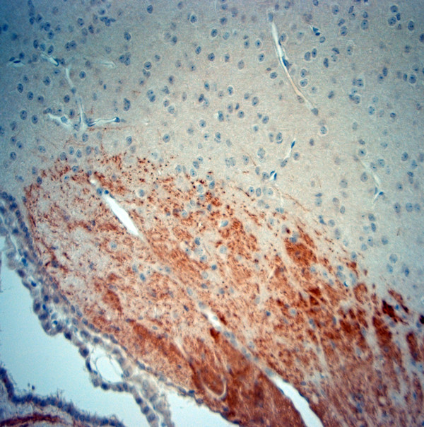 MBP Antibody in Immunohistochemistry (Paraffin) (IHC (P))