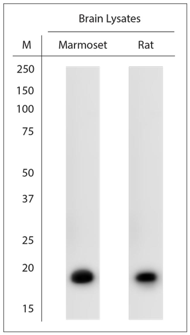 MBP Antibody in Western Blot (WB)