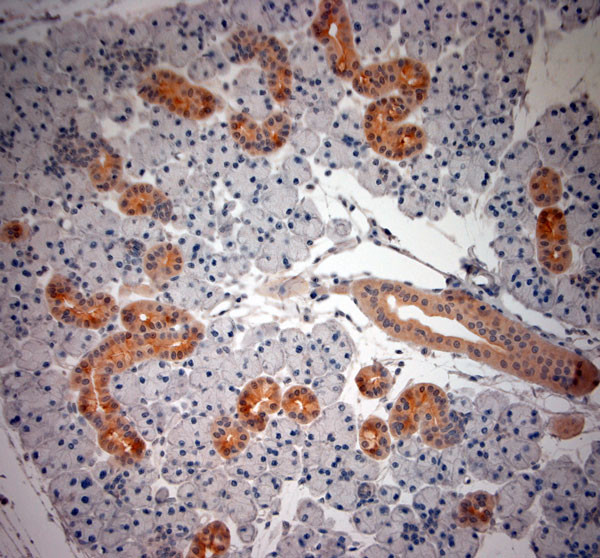 native NGF Antibody in Immunohistochemistry (Paraffin) (IHC (P))