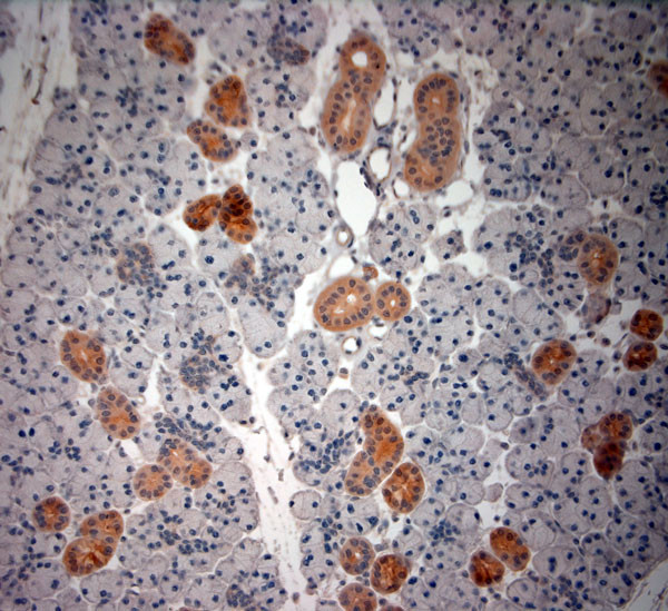 native NGF Antibody in Immunohistochemistry (Paraffin) (IHC (P))