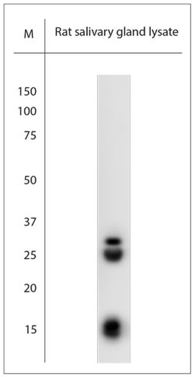 native NGF Antibody in Western Blot (WB)