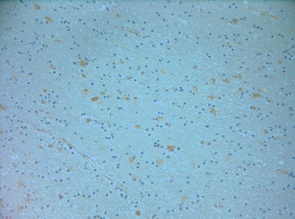 nNOS Antibody in Immunohistochemistry (Paraffin) (IHC (P))