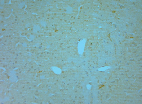 nNOS Antibody in Immunohistochemistry (Paraffin) (IHC (P))