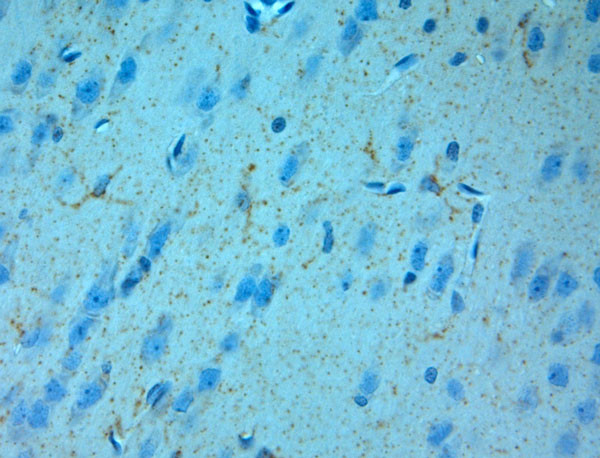 NMDAR3A Antibody in Immunohistochemistry (Paraffin) (IHC (P))