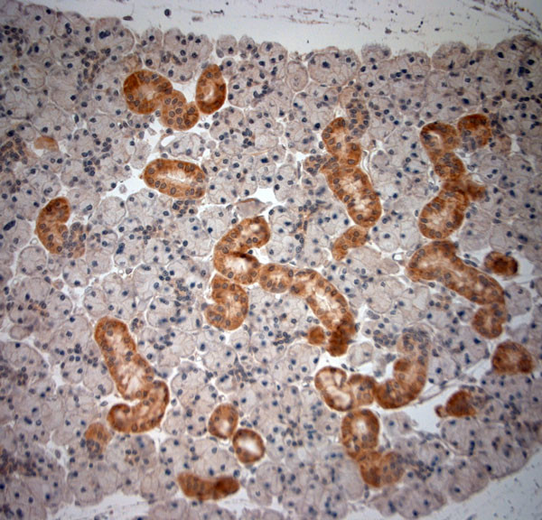 NGF Antibody in Immunohistochemistry (Paraffin) (IHC (P))