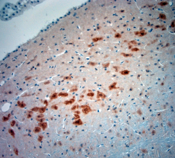 NeuN Antibody in Immunohistochemistry (Paraffin) (IHC (P))