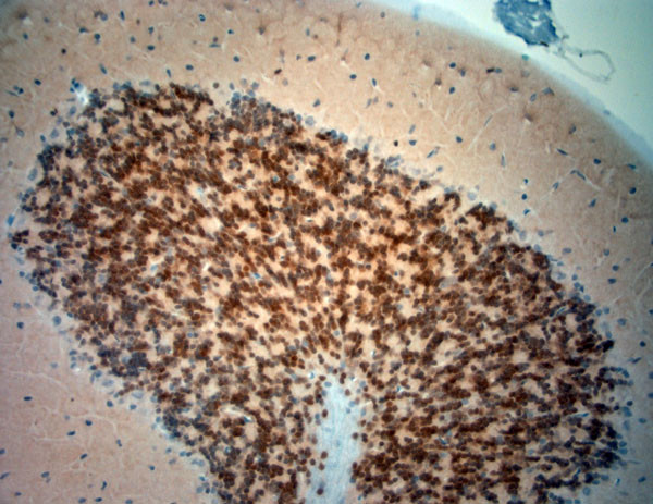 NeuN Antibody in Immunohistochemistry (Paraffin) (IHC (P))