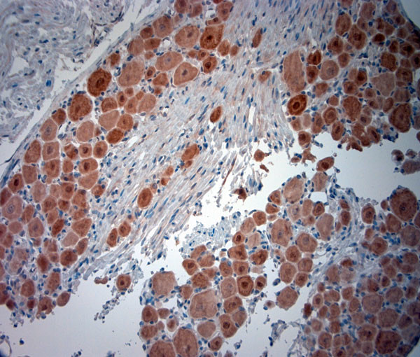 NeuN Antibody in Immunohistochemistry (Paraffin) (IHC (P))