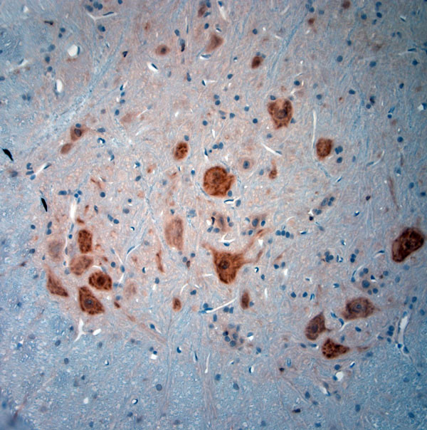 NeuN Antibody in Immunohistochemistry (Paraffin) (IHC (P))