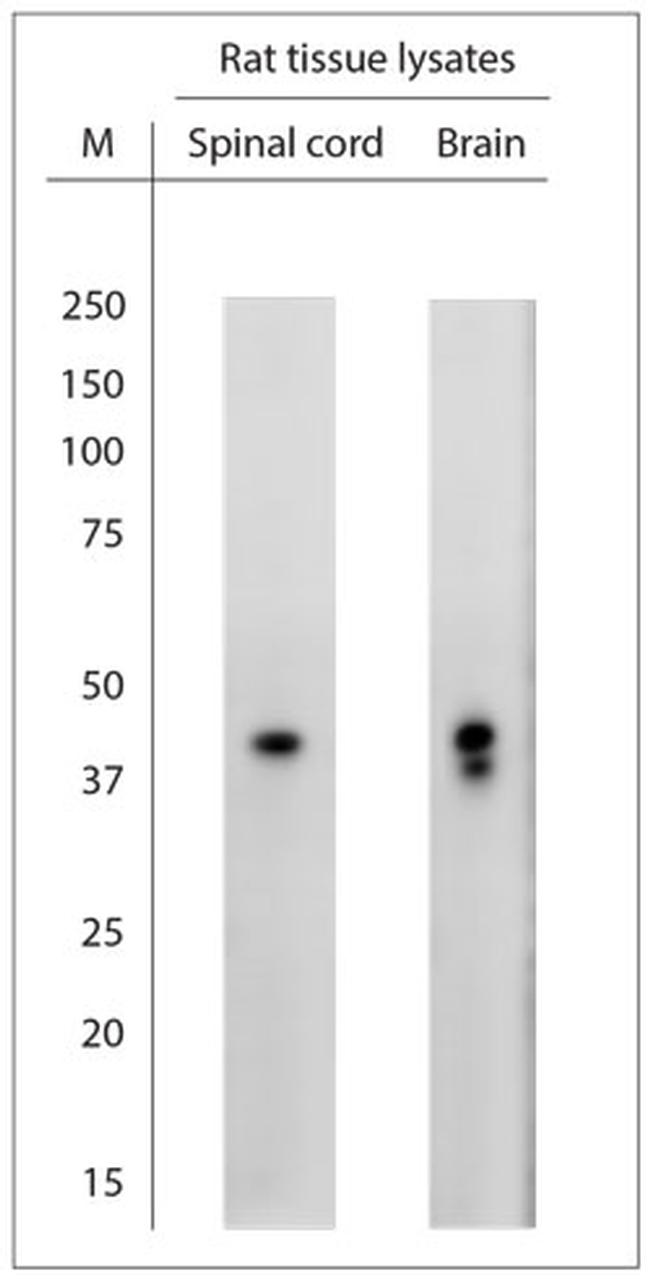 NeuN Antibody in Western Blot (WB)