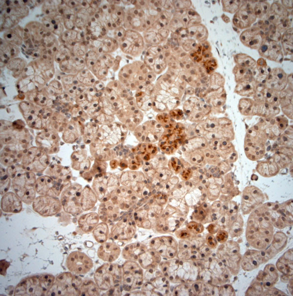 NGF Antibody in Immunohistochemistry (Paraffin) (IHC (P))