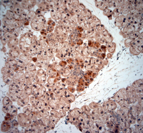 NGF Antibody in Immunohistochemistry (Paraffin) (IHC (P))