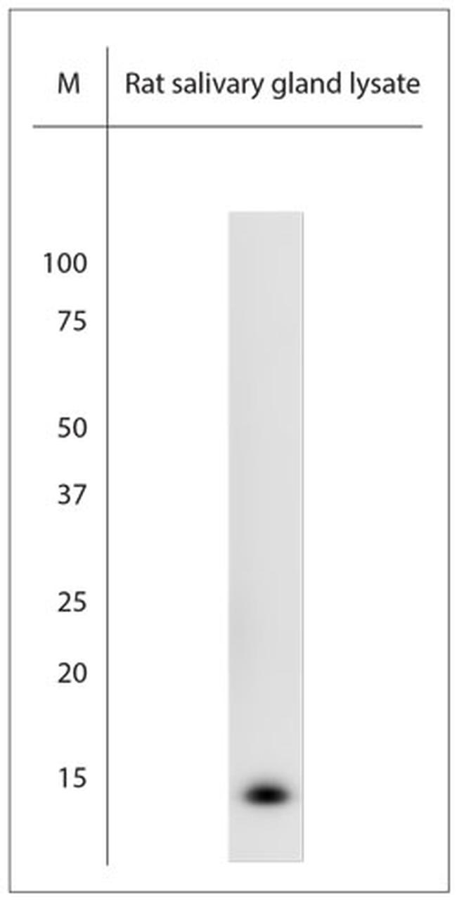 NGF Antibody in Western Blot (WB)