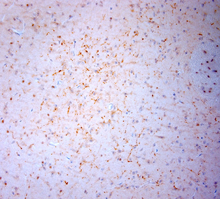 NPY Antibody in Immunohistochemistry (Paraffin) (IHC (P))