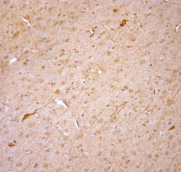 nNOS Antibody in Immunohistochemistry (Paraffin) (IHC (P))