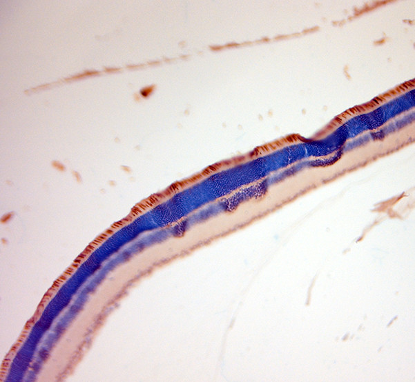 S Opsin Antibody in Immunohistochemistry (Paraffin) (IHC (P))