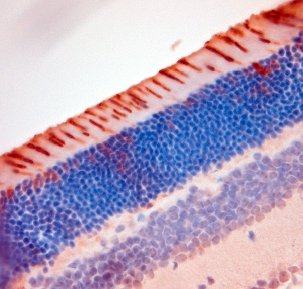 S Opsin Antibody in Immunohistochemistry (Paraffin) (IHC (P))