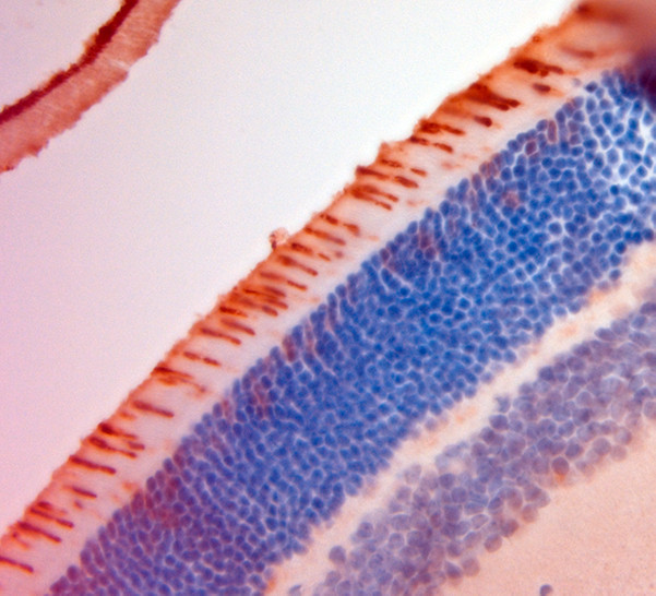 S Opsin Antibody in Immunohistochemistry (Paraffin) (IHC (P))