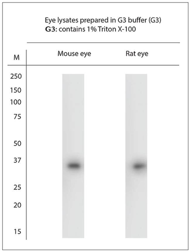 S Opsin Antibody in Western Blot (WB)