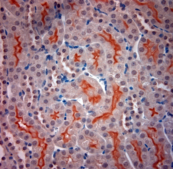 Optineurin Antibody in Immunohistochemistry (Paraffin) (IHC (P))