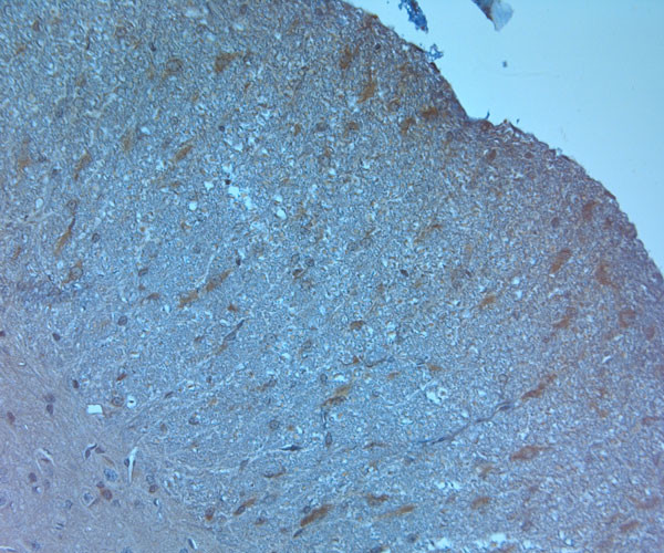 Orexin R2 Antibody in Immunohistochemistry (Paraffin) (IHC (P))