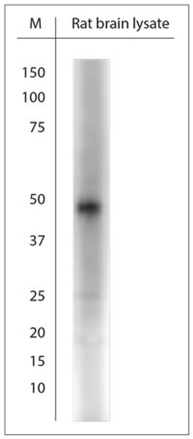 Orexin R2 Antibody in Western Blot (WB)