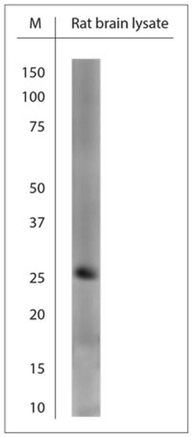 OLIG1 Antibody in Western Blot (WB)