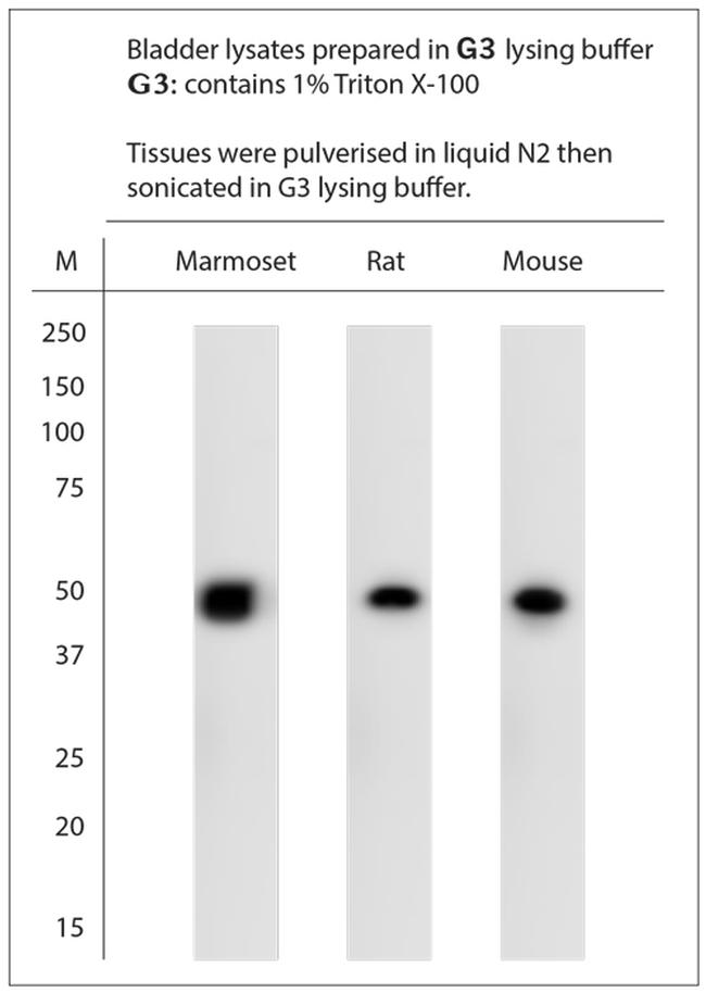 P2X1 Antibody in Western Blot (WB)