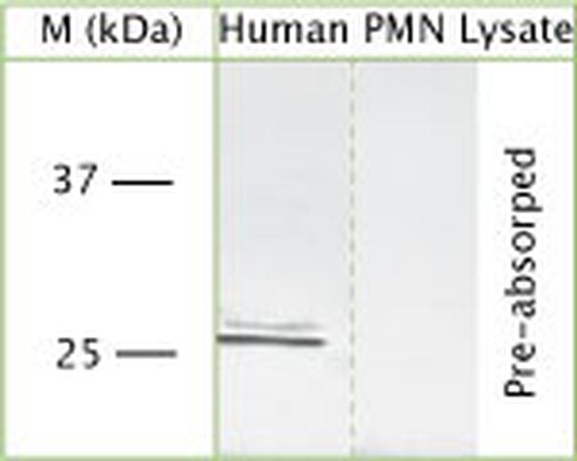 Pr3 Antibody in Western Blot (WB)