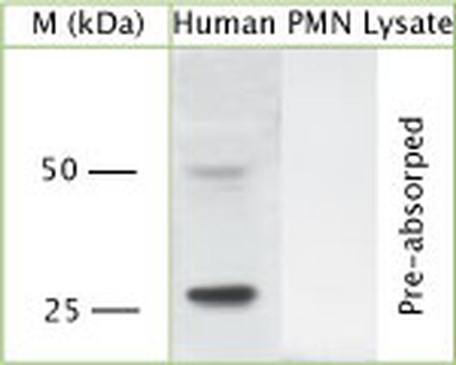 Pr3 Antibody in Western Blot (WB)