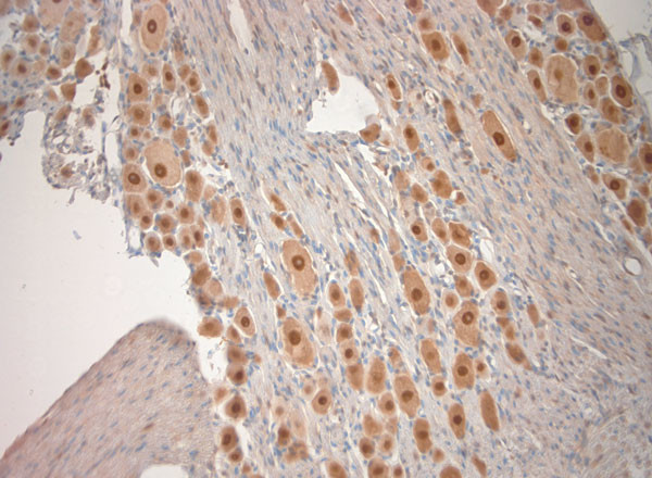 KCNH4 Antibody in Immunohistochemistry (Paraffin) (IHC (P))